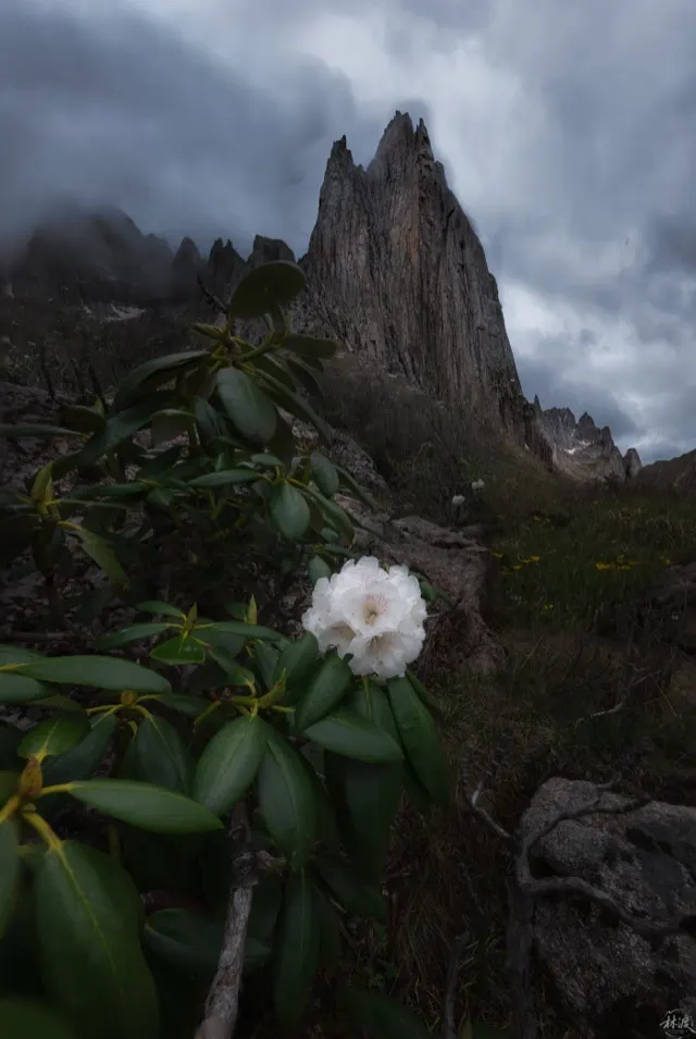 峰霭映花之景