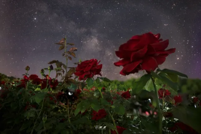 星野绛华凝夜